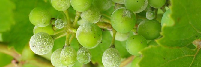 Предисловие   Если вы хотите каждый год наслаждаться вкусным и сочным виноградом, необходимо обязательно знать болезни винограда, их характеристики и способы лечения