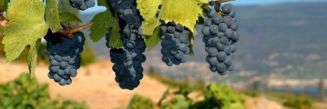 Предисловие   Многие считают, что все сорта винограда для производства вина вырастают исключительно на юге, однако даже на Алтае сегодня очень много хозяева выращивают крепкие лозы с большими кистями сочных ягод