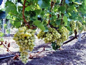 Виноградные насаждения потребляют основное количество влаги (65-70%) из слоя почвы 20-60 см, что связано с размещением максимального количества корней в этом слое